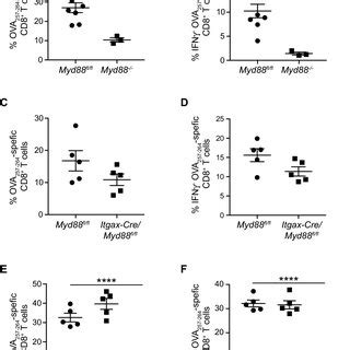 Myeloid MyD88 restricts CD8 .